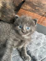 Mooie kittens!, Dieren en Toebehoren, Poes
