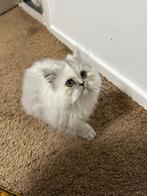 Kitten, Dieren en Toebehoren, Poes, Ontwormd, 0 tot 2 jaar