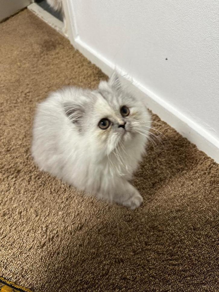 Perzische Kitten, Dieren en Toebehoren, Katten en Kittens | Raskatten | Langhaar, Poes, 0 tot 2 jaar, Ontwormd