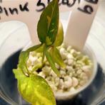Syngonium pink splash, Huis en Inrichting, Kamerplanten, Overige soorten, Minder dan 100 cm, Ophalen of Verzenden, Halfschaduw