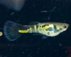 Galaxy Bluetail guppen raszuiver, Dieren en Toebehoren, Vissen | Aquariumvissen, Zoetwatervis, Schoolvis, Vis