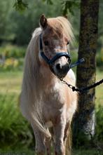 **LEUKE & LIEVE  APPALOOSA SHETLANDER RUIN**, Dieren en Toebehoren, Pony's, Ruin, Niet van toepassing, A pony (tot 1.17m), 3 tot 6 jaar