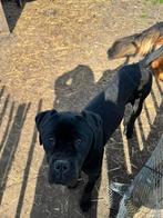 Cane Corso Butcher - 1 jaar oud, 15 weken tot 1 jaar, CDV (hondenziekte), Eén hond, Nederland