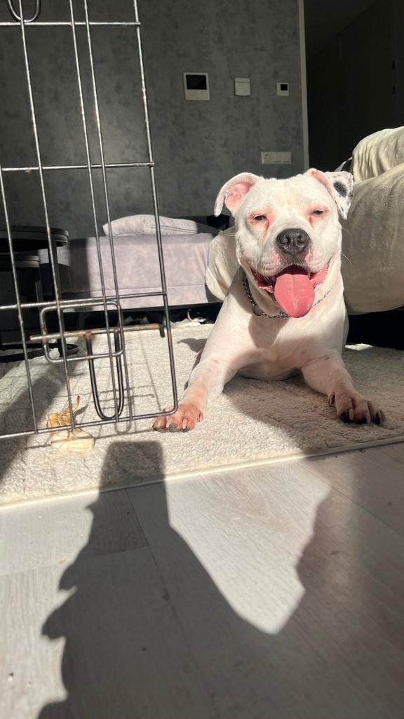 kruising Amerikaanse bully/terriër, Dieren en Toebehoren, Honden | Jack Russells en Terriërs, Reu, American Staffordshire Terriër