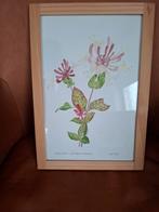 Aquarel van Kamperfoelie door Sijmen Aleman, Ophalen of Verzenden