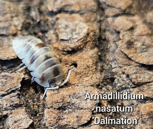 Armadillidium nasatum 'Dalmation', Dieren en Toebehoren, Insecten en Spinnen, Overige soorten