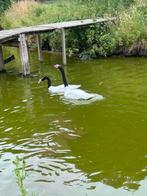 Zwarthals whooper zwanen roodhalsgans ganzen, Dieren en Toebehoren, Pluimvee, Meerdere dieren, Gans of Zwaan