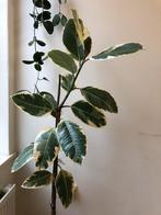 Ficus elastica tineke 130cm incl pot, Huis en Inrichting, Ophalen