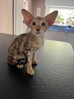 Peterbald kittens, Dieren en Toebehoren, Meerdere dieren, Gechipt, 0 tot 2 jaar