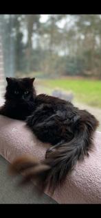 Maine Coon met Stamboom, 6 jaar of ouder, Poes