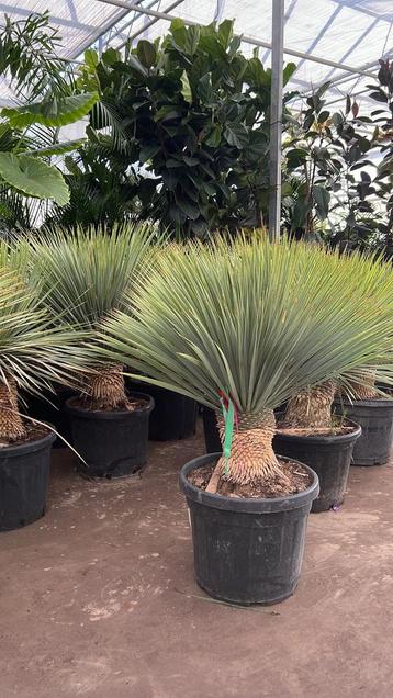 Yucca rostrata op stam  meerder maten uit voorraad leverbaar