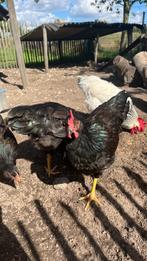 Mooie jonge Barnevelder Haantjes, Dieren en Toebehoren, Mannelijk, Kip