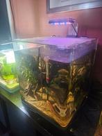 Aqua Della 40 liter aquarium met Panter Krab en diverse vis, Ophalen, Zo goed als nieuw, Gevuld zoetwateraquarium