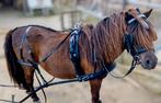 Mentuig shetlander NIEUW, Dieren en Toebehoren, Nieuw, Ophalen of Verzenden