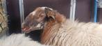 Schoonebeker dekram, Dieren en Toebehoren, Mannelijk, Schaap, 0 tot 2 jaar