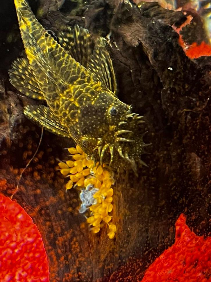 Kleine algeters te koop, Dieren en Toebehoren, Vissen | Aquariumvissen, Vis