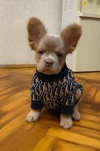 Fluffy franse bulldog pup reu, Particulier, Rabiës (hondsdolheid), Reu, 8 tot 15 weken