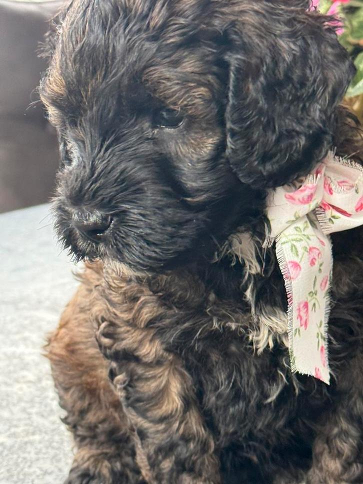 Australian labradoodle teefje medium!, Dieren en Toebehoren, Honden | Retrievers, Spaniëls en Waterhonden, Teef, Overige rassen