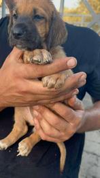 Pup 9, Dieren en Toebehoren, Honden | Niet-rashonden, Particulier, Rabiës (hondsdolheid), 15 weken tot 1 jaar, Buitenland