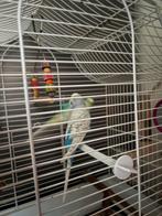 Twee parkieten, Dieren en Toebehoren, Vogels | Parkieten en Papegaaien, Meerdere dieren, Parkiet