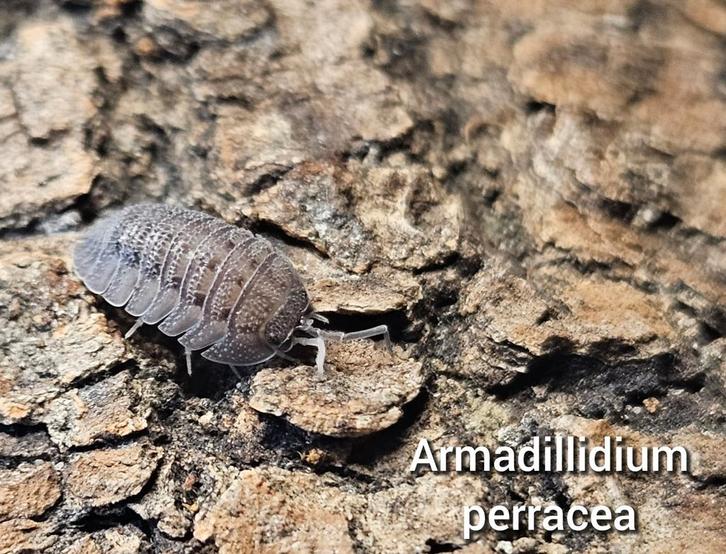 Armadillidium perracea, Dieren en Toebehoren, Insecten en Spinnen, Overige soorten