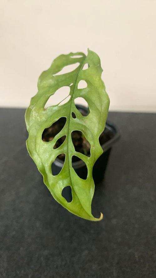 Monstera Esqueleto, Huis en Inrichting, Kamerplanten, Overige soorten, Minder dan 100 cm, Ophalen of Verzenden
