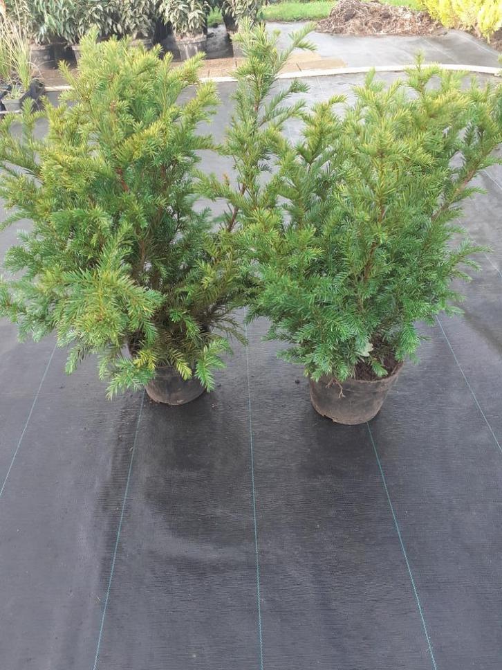 Taxus | conifeer elwoodii & Yvonne | Photinia red robin, Tuin en Terras, Planten | Struiken en Hagen, Struik, Taxus, Minder dan 100 cm