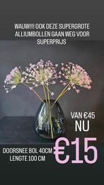 Supergrote Alliumbollen - Silk-ka, Ophalen of Verzenden, Nieuw