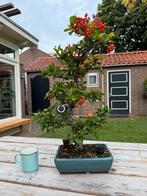 Vuurdoorn Bonsai Pyracantha, Lente, Minder dan 100 cm, Volle zon, In pot