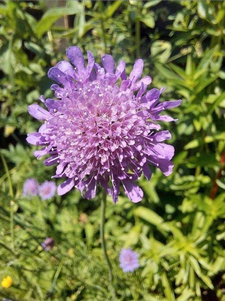 Duifkruid zaden - Inheems, Tuin en Terras, Bloembollen en Zaden, Volle zon, Ophalen of Verzenden