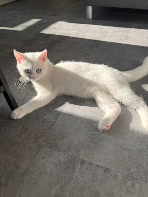 Britse kort haar kittens tweemaal wit kater reutje, Dieren en Toebehoren, Katten en Kittens | Raskatten | Korthaar, Kater, 0 tot 2 jaar
