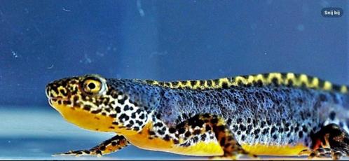 Gezocht: Alpen watersalamander vrouwtjes, Dieren en Toebehoren, Reptielen en Amfibieën, Amfibie, 0 tot 2 jaar