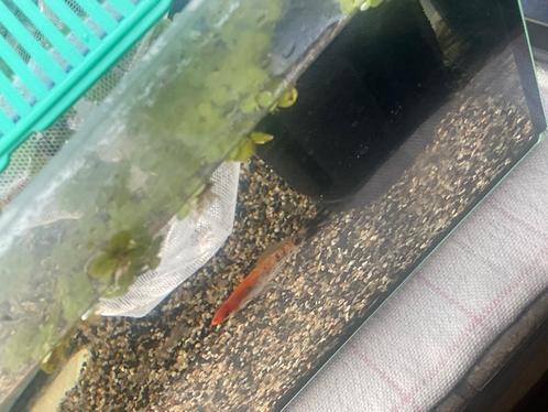 Zwaarddragers - Gratis, Dieren en Toebehoren, Vissen | Aquariumvissen, Zoetwatervis, Vis