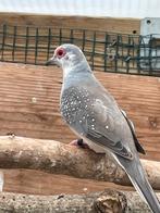 Bonte jonge diamantduiven, Meerdere dieren