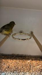 Kanarie (fife fancy) pop 2024, Dieren en Toebehoren, Vrouwelijk, Kleurkanarie