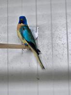 Splendid turquoise, Dieren en Toebehoren, Vogels | Overige Vogels, Meerdere dieren