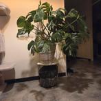 Gaten plant, Ophalen, Overige soorten, Halfschaduw, Minder dan 100 cm