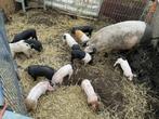 Biggen husumer x Bentheimer, Dieren en Toebehoren, Vrouwelijk, Varken