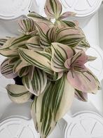 Tradescantia unicorn, Ophalen of Verzenden, Halfschaduw, Minder dan 100 cm