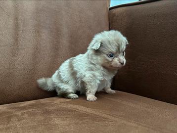 3 pomchi pups (merle reu en 2 zwart witte teefjes) beschikbaar voor biedingen