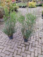 Phyllirea angustifolia in pot, Bloeit niet, Overige soorten, 100 tot 250 cm, Ophalen