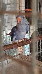 Halsbandparkiet, Dieren en Toebehoren, Vogels | Parkieten en Papegaaien, Mannelijk, Parkiet, Geringd