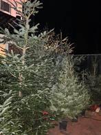 Kerstbomen te koop, Tuin en Terras, Volle zon, 100 tot 250 cm, Zomer, Overige soorten