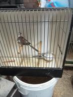 Mooie diamant duiven, Meerdere dieren, Overige soorten