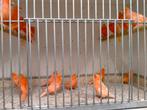 Kanaries div kleuren rood. Mannen en poppen, Dieren en Toebehoren, Vogels | Kanaries, Meerdere dieren, Kleurkanarie