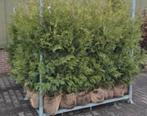 Thuja coniferen AKTIE, Ophalen of Verzenden, Conifeer, 100 tot 250 cm