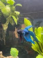 Siamese kempvis ( Betta splendens ) japanse vechtvis, Dieren en Toebehoren, Ophalen, Zo goed als nieuw
