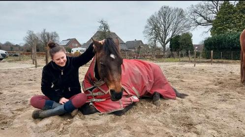 Oppas voor uw paarden / honden / boederij / overige dieren, Diensten en Vakmensen, Dieren | Paarden | Verzorging, Oppas en Les