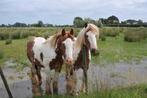 Lieve tinker merrie, Dieren en Toebehoren, Merrie, Zadelmak, 3 tot 6 jaar, B pony (1.17m tot 1.27m)