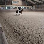 Betrouwbare ruiter zoekt bijrijdpaard/verzorgpaard, Dieren en Toebehoren, Ophalen of Verzenden, Zo goed als nieuw